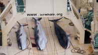 Over 300 minke whales were killed in Japan’s latest Antarctic Ocean “research mission”, the Japanese Fisheries Agency said yesterday after the country’s whaling fleet return home. The country sent its four-ship whaling fleet to the Southern Ocean in December 2015 […]