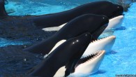 Big changes are coming to marine wildlife park SeaWorld, as the company has announced it will end its orca breeding program, effective immediately. In an op-ed for the LA Times, SeaWorld’s CEO Joel Manby cited widespread public backlash and proposed […]