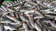 Güney Marmara’da son dönemde artan balık fiyatları tezgahlarda tüketiciye yansırken kilogram fiyatı 50 liraya çıkan çinekop, kırmızı eti geçti. Hava sıcaklıklarının son günlerde artması denizlerde balıkların daha derinlere inmesine yol açtı. Denizlerden çıkarılan balığın bu nedenle azalması da tezgahlara yansıdı. […]