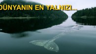 Bilim insanları sonbaharda uzun süredir varlığından haberdar oldukları ‘yalnız balina’yı nihayet bulmaya çalışacak. 20 yıldan fazla süredir bir ekip tarafından sesi dinlenen balinanın ‘yalnız’ olarak adlandırılmasının nedeni, diğer balinalardan farklı bir frkansta iletişim kurmaya çalışması. Araştırmacılar, uzun süredir Pasifik Okyanusu’nun […]