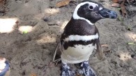 Penguen Dindim, hayatını kurtaran 71 yaşındaki Joao Pereira de Souza’yı görebilmek için 2011’den beri her yıl 8 bin kilometre yüzüyor. Brezilya’da yaşayan 71 yaşındaki emekli inşaat ustası Joao Pereira de Souza, Dindim adını verdiği Güney Amerika Macellan penguenini 2011 yılında […]