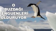 Besin arayışı için penguenleri yaklaşık 40 mil (64 km) katetmeye zorlayan karaya oturmuş bir buz dağının ardından Antarktika Cape Denison’da yaşayan tahmini 150 bin adelie pengueni ölüme mahkum oldu. Neredeyse Roma büyüklüğündeki bu korkunç buzdağı belli ki bir buzula çarpıp […]