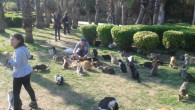 Hasan Subası Parkı | Kedi Parkı | Filiz Ulucay