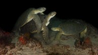 Diving in South Florida is special experience. From day to day I never know what wonder I’ll see beneath the water. Earlier this year I moved about an hour north from Fort Lauderdale to Jupiter and have found more amazing […]