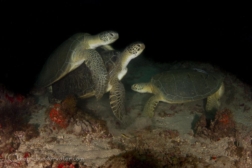 Diving in South Florida is special experience. From day to