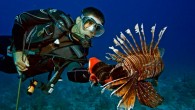 Let’s face the facts. Lionfish were introduced into the Atlantic ecosystem by humans. Thus, it becomes the responsibility of humans to clean up this mess. Thankfully there are several ways you can help. If you see a lionfish while snorkeling […]