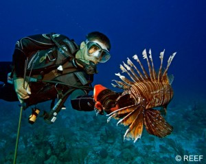 Let’s face the facts. Lionfish were introduced into the Atlantic