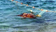 Antalya’nın’nın Manavgat İlçesi’nde takıldığı ağda mahsur kalan ve nefes almakta güçlük çeken deniz kaplumbağası, kurtarıldı. Manavgat Kızılot sahilinde meydana gelen olayda, İlçe Gıda Tarım ve Hayvancılık Müdürlüğü ekipleri bir ihbar üzerine bölgeye gitti. Yapılan incelemede DSİ kampı açıklarına atılmış ağa […]
