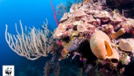 WWF, UNESCO Dünya Miras Listesi’nde yer alan 229 kültür ve doğal miras alanının 114 tanesi kaçak ağaç kesimi, madencilik, yapılaşma, petrol ve gaz arama gibi çalışmalar yüzünden tehdit altında olduğunu belirtti WWF, 6 Nisan’da başlattığı küresel kampanyayla UNESCO Dünya Miras […]