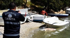 Bodrum açıklarında, nesli tükenmekte olan türler arasında bulunan dişi Akdeniz
