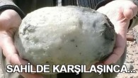 İngiltere’nin Lancashire şehrinin Overton köyünde yaşayan Gary ve Angela Williams çifti, Morecambe Körfezi’ndeki Middleton sahillerinde gezinirken çürümüş balık kokusu aldılar. Kokunun geldiği yere giden çift, garip görünüşlü bir taş buldu. Çift, tuhaf görünümlü taşın, parfüm yapımında kullanılan balina kusmuğu olduğunu […]