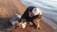 200 yıl içinde artarak devam eden insan faaliyetleri caretta carettaların yaşama şansını azaltıyor. 100 milyon yıldan fazla bir süredir dünyanın okyanuslarında kilometreler kat eden deniz kaplumbağaları, deniz ve kıyı ekosistemlerinin sağlığı açısından vazgeçilmez ve tamamlayıcı bir role sahip. Ancak son […]