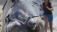Kaliforniya’nın ünlü sörf merkezi San Onofre sahilinde bir balina ölüsü kıyıya vurdu. Ölü balina, sörf tutkunların uğrak yeri olan sahilde hem ilgi gördü hem de özellikle çocuklar tarafından korkuyla karşılandı. ABD’nin Kaliforniya eyaletinde tonlarca ağırlıktaki dev bir balina cesedi ünlü […]