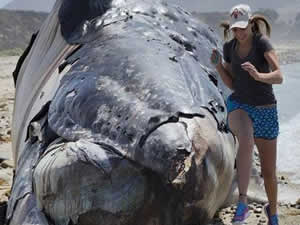 Kaliforniya’nın ünlü sörf merkezi San Onofre sahilinde bir balina ölüsü