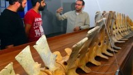 Sarıgerme sahiline 2009 yılında vuran 5 metre uzunluğundaki balinanın iskeleti kumdan çıkarılarak iki yıl süren çalışmayla parçaları birleştirildi ve temizlendi. Muğla Sıtkı Koçman Üniversitesi Su Ürünleri Fakültesi Su Ürünleri Temel Bilimleri Bölümü Öğretim Üyesi Yrd. Doç. Dr. Gökcen Bilgi, karaya […]