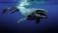 Antarktika’da araştırma yapan bilim insanları, 71 milyon yıl önce sualtında yaşayan iki dinozor türünün fosillerine rastladı. Antarktika’da, 71 milyon yıl öncesine ait olan iki dinozor türü keşfedildi. Dünyanın farklı bölgelerinden gelen bilim insanlarının bir araya gelerek araştırma yaptığı Antarktika’da, 71 […]