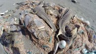 Mersin’in Tarsus ilçesinde sahile vuran ağlarda çok sayıda ölü caretta caretta yavruları ile saban ve vatoz balıkları da bulundu.Tarsus Avcılar Kulübü üyesi amatör balıkçıları tarafından Tarsus Plajı’nda, ağlarda, ölü halde caretta carettalar ile saban, vatoz ve diğer bazı balıklar tespit […]