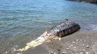 Antalya’da sahile ölüsü vuran 5 metre uzunluğunda 1 ton ağırlığındaki gagalı balinanın kemikleri, Antalya Büyükşehir Belediyesi Deniz Biyolojisi Müzesi’nde sergilenecek. Antalya’nın Gazipaşa İlçesi’nde Yakacık sahiline ölüsü vuran 5 metre uzunluğunda 1 ton ağırlığındaki gagalı balinanın kemikleri, Antalya Büyükşehir Belediyesi Deniz […]
