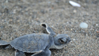 Yumurtlama döneminde caretta carettaların birinci derece üreme alanı olan Belek, Lara, Çıralı ve Boğazkent sahillerindeki otellerin plajlardaki ışıkları kapatarak karartma yapması istendi. Akdeniz Üniversitesi Su Ürünleri Fakültesi Öğretim Üyesi Doç. Dr. Mehmet Gökoğlu, dünya üzerinde nesli tükenme tehdidiyle karşı karşıya […]