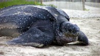 Akdeniz’de yaşayan ancak Türkiye çevresinde çok az görülen deri sırtlı deniz kaplumbağası (dermochelys coriacea), Mersin’de Adnan Menderes Bulvarı sahilinde balıkçı ağına dolanmış halde bulundu. Mersin sahilinde ilk kez “deri sırtlı deniz kaplumbağası” görüldü. Türkiye’de caretta caretta ve yeşil deniz kaplumbağasının […]
