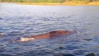 İngiliz Limanı’nda perşembe günü karaya vuran balina, yüzdürülerek tekrar denize döndürüldü. Denize döndürülen balina ertesi gün yeniden geldi. Marmaris’teki Okluk Koyu’ndaki İngiliz Limanı’nda perşembe günü karaya vuran balina, yüzdürülerek tekrar denize döndürüldü. Bir sonraki gün tekrar bölgeye gelen balinanın yolunu […]