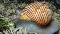 Okyanustan laboratuvara araştırmacılar, deniz salyangozunda bulunan bir kimyasalın kemoterapiye dirençli kanser hücreleri ile mücadelede etkili olup olmadığını araştırıyor. Avustralyalı bilim insanları sıradan bir deniz salyangozu yumurtasında bazı kanserli hücrelerin küçültme ve yok edebilme kapasitesine sahip olduğunu açıkladı. Bu nedenle beyaz […]