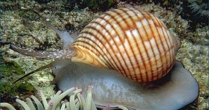 Okyanustan laboratuvara araştırmacılar, deniz salyangozunda bulunan bir kimyasalın kemoterapiye dirençli