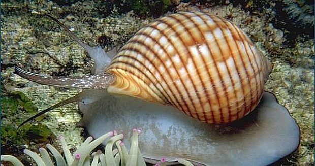 Okyanustan laboratuvara araştırmacılar, deniz salyangozunda bulunan bir kimyasalın kemoterapiye dirençli