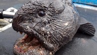 Japonya’daki Hokkaido Adası açıklarında bir balıkçı, iki metre uzunluğunda devasa bir balık yakaladı. Balığın resmi sosyal medyada hızla paylaşılırken, Fukuşima nükleer faciasının denizdeki canlıları da etkilediği korkusu yayıldı. Uzmanlar ise balığın sadece çok büyük bir kurt balığı olduğu görüşünde. Japonyalı […]