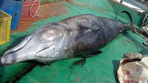 Marmaris’e bağlı Karacasöğüt İngiliz Limanı açıklarında, geçen 4 Haziran’da balıkçılar