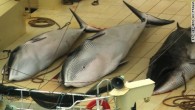Anti-whaling activist group Sea Shepherd announced its 11th whale defense campaign Tuesday with the launch of a custom-built vessel, which it claims will have the requisite muscle to take on Japanese whaling fleets. “For the first time we will have […]
