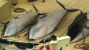 Anti-whaling activist group Sea Shepherd announced its 11th whale defense