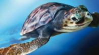 Denizkaplumbağalarının ‘koruyucu meleği’ DEKAMER, bakanlığa yazı göndererek, Caretta caretta’lara yaklaşanlara, onları kucaklayanlara, ‘selfie çektirenlere’, elle besleyenlere ceza uygulanmasını istedi. DENİZkaplumbağaları Araştırma Kurtarma ve Rehabilitasyon Merkezi (DEKAMER) Müdürü ve Pamukkale Üniversitesi Öğretim üyesi Prof. Dr. Yakup Kaska, geçtiğimiz haftalarda yaşanan Caretta […]