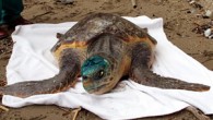 Yaralı halde bulunan iki caretta carettaya,ÇOMÜDeniz Kaplumbağaları Araştırma Merkezinde (DEKUM) dünyada ilk kez denenen yöntem ile beslenmeleri için burundan mideye sonda bağlantısı yapıldı. Çanakkale’nin Gökçeada ilçesi sahilinde yaralı halde bulunan iki “caretta caretta”ya, Çanakkale Onsekiz Mart Üniversitesi (ÇOMÜ) Deniz Kaplumbağaları […]