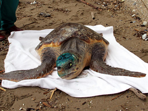 Yaralı halde bulunan iki caretta carettaya,ÇOMÜDeniz Kaplumbağaları Araştırma Merkezinde (DEKUM)