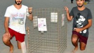 Patara Plajı’ndaki caretta caretta yuvaları özel bir ekip tarafından korunuyor. Gündüz insanlar, gece ise caretta carettaların kullandığı plajda 195 yuva tespit edilirken, kısa zamanda yuvadan çıkacak yavrular denizle kucaklaşacak. Antalya Kaş yakınlarındaki dünyaca ünlü Patara Plajı’nda bir süredir yumurtlayan caretta […]
