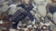 Antalya’nın Çıralı ve Olimpos sahillerinde caretta caretta yavrularının yuvalarından çıkmalarına tanıklık etmek isteyen çok sayıda tatilci, sabahın erken saatlerinde sahile akın ediyor. Antalya’nın Kemer ilçesine bağlı Çıralı ve Kumluca ilçesine bağlı Olimpos sahillerinde bulunan caretta caretta yuvalarından yavrular çıkmaya devam […]