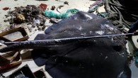İzmir’in Çeşme ilçesi açıklarında bilimsel araştırma yapan bir ekibin denizden çıkardığı ağın içinden kanat açıklığı 2 metre 21 santimetre olan dev vatoz çıktı. Ege Üniversitesi Su Ürünleri Fakültesi Öğretim Üyesi Doç. Dr. İlker Aydın, AA muhabirine yaptığı açıklamada, Ege Denizi’nde trol balıkçılığı sırasında ekonomik […]