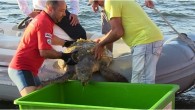 Muğla’nın Bodrum ilçesinde deniz üstünde hareketsiz duran Caretta Caretta’nın imdadına Arama Kurtarma Derneği (AKUT) ekipleri yetişti. Vatandaşlar denizin yüzeyinde hareketsiz bir halde nesli tükenmekte olan Caretta Caretta cinsi kaplumbağa gördü. Denize açılan vatandaşlar, kaplumbağayı hareketsiz bir halde görünce Bodrum AKUT […]