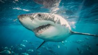 A new shark detection technology named “clever buoy” will be trialled off the coast of Port Stephens, 200km north of Sydney, in the hope it will give insight into the spate of recent attacks on the New South Wales north […]