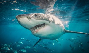 A new shark detection technology named “clever buoy” will be