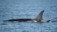 One of the most easily recognized of Puget Sound’s resident killer whales has died, and her young calf will almost certainly follow — despite his older sister’s attempts to save him, biologists reported Friday. Photographs and observer reports over the […]
