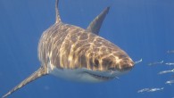 The Department of Conservation (DoC) doesn’t have to consider the risk to humans from great white shark cage-diving when granting licences for the activity, a court has been told. Great white sharks (pictured) are known to gather near Stewart Island. […]
