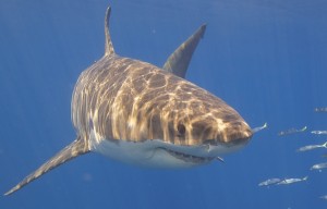 The Department of Conservation (DoC) doesn’t have to consider the