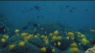HONOLULU (HawaiiNewsNow) – Conservation groups are appealing to the state Supreme Court to require more oversight of the aquarium fishing industry. The groups represented by Earthjustice say DLNR should have required environmental reviews before granting permits for the unlimited capturing […]