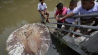 Thai officials have found the river to be slightly more acidic than normal, but aren’t sure if that could be the cause. Some speculate that the rays may have been poisoned by cyanide or succumbed to a recent spill from […]