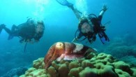 Münir Karaloğlu, yaklaşık 640 kilometre sahiliyle Antalya’nın, Türkiye’nin en önemli turizm destinasyonu olduğunu dile getirdi. Antalya’da deniz, kum, güneşin çok iyi kullanıldığını, sağlık, spor, tarih, kültür, macera turizminin de yapıldığını ifade eden Karaloğlu, kentin su altı konusunda da ciddi zenginliğe sahip […]