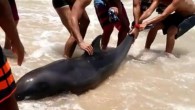 NITEROI, Brazil, Nov. 23 (UPI) — A visitor to a Brazilian beach captured the moment a group of swimmers banded together to rescue a dolphin stranded in the sand. The video, posted to Instagram by Lucas Oliveira, shows a group […]