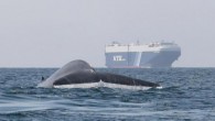 LA JOLLA, Calif., Nov. 29 (UPI) — Scientists have developed a new forecasting model to help large ocean vessels avoid collisions with blue whales, the largest species on the planet. The model combines decades of blue whale tracking data with […]
