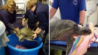 Both species are usually found in warm waters more than 4,000 miles away around Florida and Mexico. It became stranded on the shore at the Tan-Y-Foel beach on the Menai Straits at Angelsey, North Wales – and has been named […]